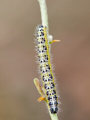 Caterpillar of the Large White butterfly on a plant. It is also known as the 