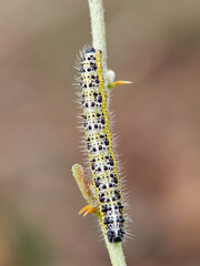 Caterpillar of the Large White butterfly on a plant. It is also known as the 