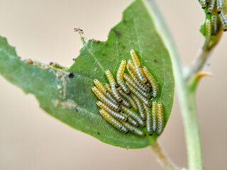 Caterpillar of the Large White butterfly on a plant. It is also known as the 