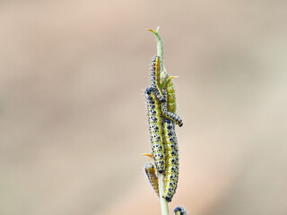Caterpillar of the Large White butterfly on a plant. It is also known as the 