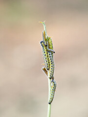 Caterpillar of the Large White butterfly on a plant. It is also known as the 
