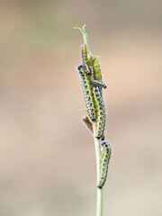 Caterpillar of the Large White butterfly on a plant. It is also known as the 