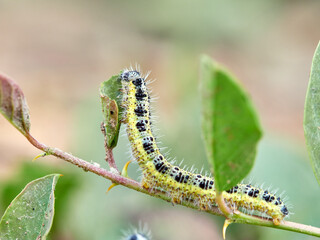Caterpillar of the Large White butterfly on a plant. It is also known as the 