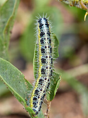 Caterpillar of the Large White butterfly on a plant. It is also known as the 
