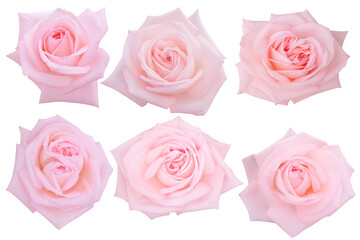 Six pastel pink roses are blooming, arranged in rows of three on a white background.Photo with clipping path.