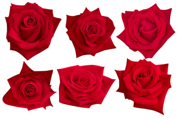 Six deep red roses are blooming, cut out rose heads arranged in a long row on a white background.Photo with clipping path.