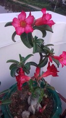Vibrant pink desert rose flowers blooming in a pot