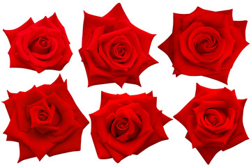 Six dark red rose flowers create a striking visual harmony of elegance and emotion, embodying love’s deepest shade.Photo with clipping path.