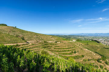 Tain l'Hermitage terraced vineyards growing grapes in Rhone valley