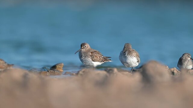 Dunlin (Calidris Alpina) feeding in Kabaklı pond in Diyarbakır.