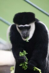 Abyssinian Colobus Monkey Enjoying a fresh Green Snack