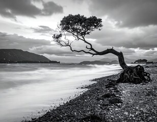 Monochrome landscape of a lone tree at the shore. Its exposed roots grip the beach as the waves crash with distant mountains