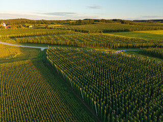 Bavarian top view across Hop fields during harvest season