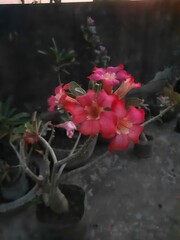 Vibrant pink flowers bloom against a dark moody background