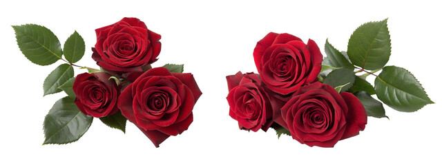 Two red rose bunches isolated on transparent background