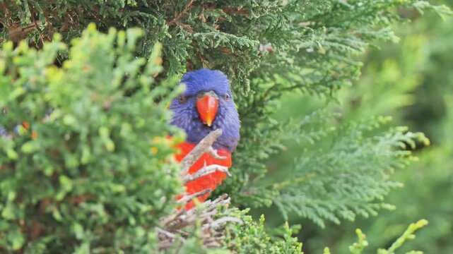 Rainbow lorikeet hiding in tree