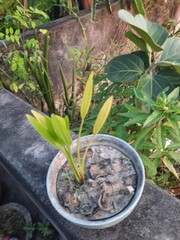 Young green plant growing in a white pot outdoors