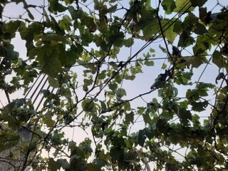 Looking up through green leaves and branches at the sky