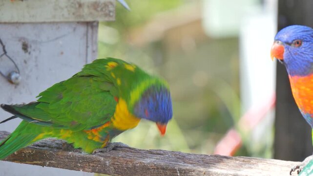 Rainbow lorikeet