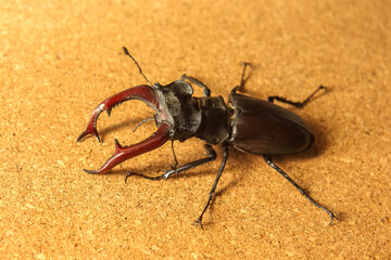 Large stag beetle displaying vibrant mandibles on a textured surface