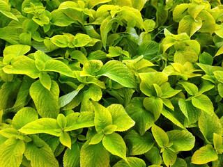 Vibrant green foliage fills a lush garden during a sunny day in springtime
