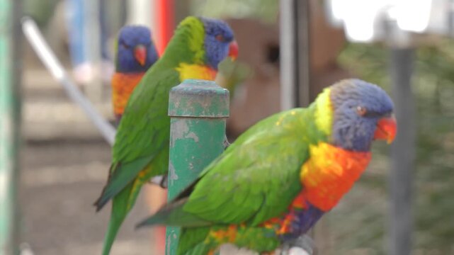 Rainbow lorikeets on a rope