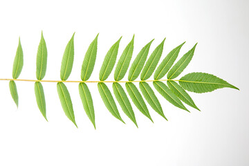Detailed view of a green leaf arrangement on a plain background highlighting natural beauty