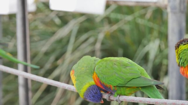 Rainbow lorikeets perched on rope