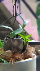 bird of paradise