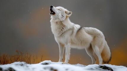 Pale wolf howls at snowy landscape