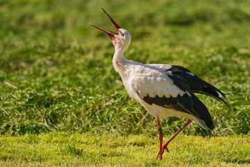 Weißstorch auf  einer Wiese am Federsee