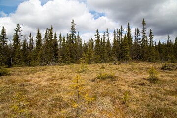 Marshland and forest in Funasdalen, Harjedalen, Sweden.