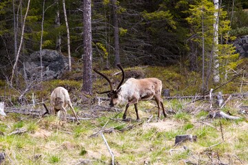 Reindeer (Rangifer tarandus) in the forest country, Harjedalen, Sweden.
