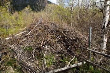 Beaver hut near Funasdalen, Harjedalen, Sweden.