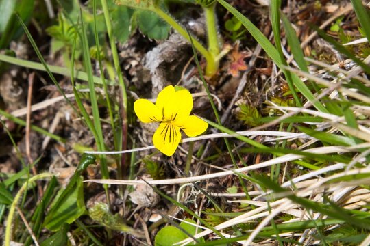 Mountain violet Viola biflora near Funasdalen, Harjedalen, Sweden.