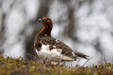 Willow Ptarmigan (Lagopus lagopus) near the road towards Flatruet, Harjedalen, Sweden.
