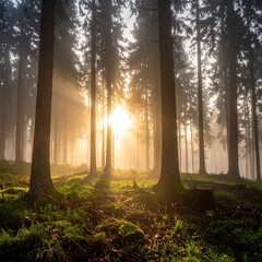 Morning light streams through a misty forest, illuminating tall trees and mossy ground with warm, golden rays. A serene woodland scene