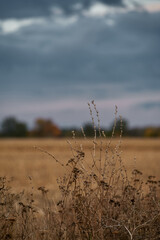 Autumn field with storm clouds