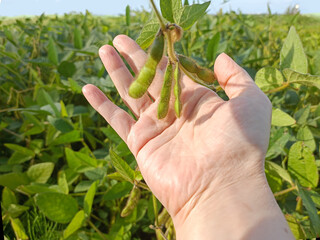 Hand holding ripe soybean pods in farm field against sky. Close-up agriculture scene representing harvest, organic farming, protein crops and sustainable plant-based food production.