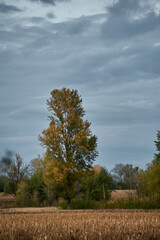 Autumn field with storm clouds