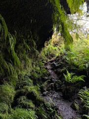 Obraz premium cave in the jungle, with green nature, Azores island
