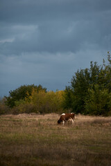 A cow grazing in a field against a backdrop of storm clouds