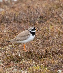 Ringed Plover (Charadrius hiaticula) adult, at Flatruet, Harjedalen, Sweden.