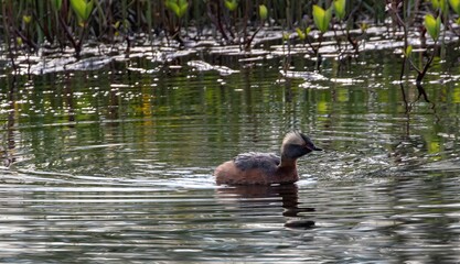 Slavonian Grebe (Podiceps auritus) in a small lake, near Storsjo in Harjedalen, Sweden.