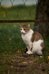 A homeless ginger and white cat by the fence on the grass