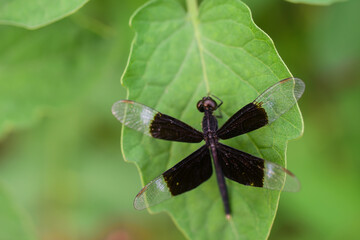 butterfly on leaf