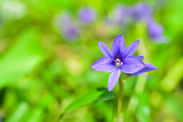 blue flowers on green background