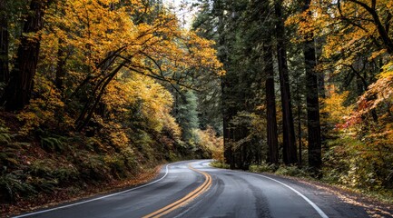 Fototapeta premium Winding road through autumn forest (3)