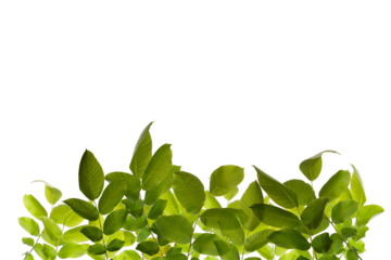 High-quality isolated green branch with fresh spring and summer leaves on transparent background