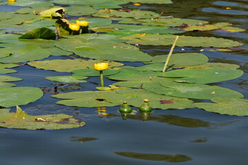 Blooming Spatterdock (yellow water lily) on the lake in summer